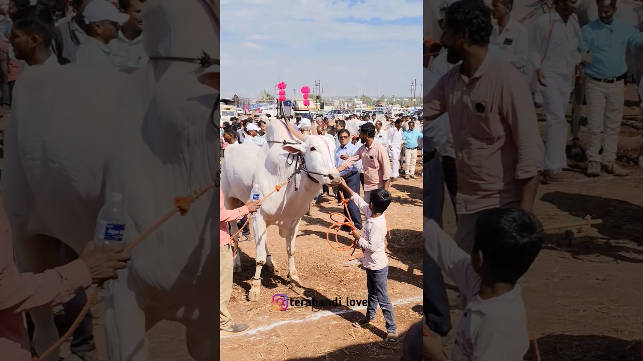 Daribadachi walu || khillar walu 