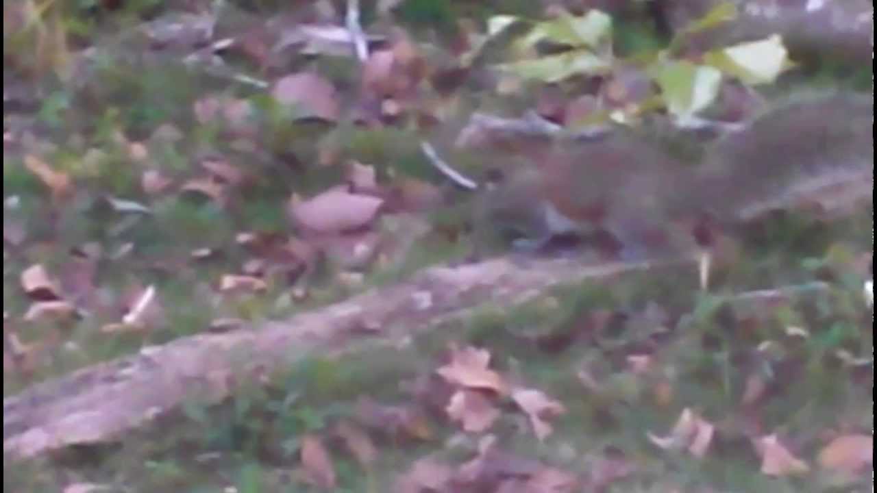 Ardilla feliz comiendo mani