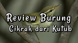 Review Burung Cikrak Kutub