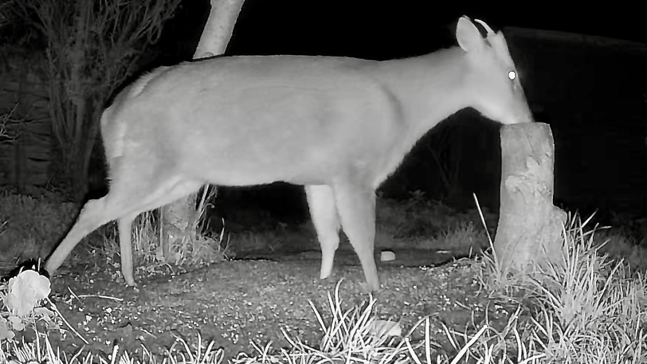 Wild Garden Diary March 9th-10th