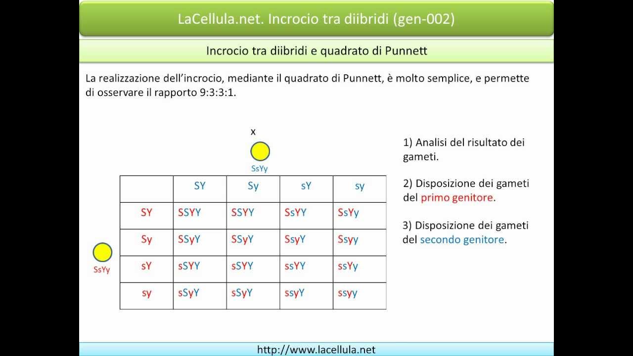 80 Esercizi Genetica Risolti Studocu