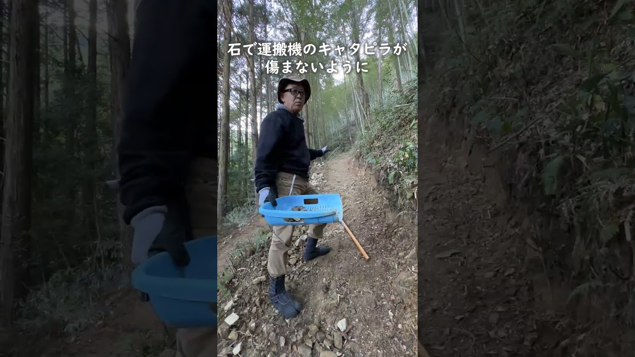 【休止中】今年生まれの天然竹＊標高400m清浄山奥から直送＊DIY・夏工作等に 休止中】今年生まれの天然竹＊標高400m清浄山奥から直送＊DIY・