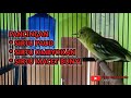 Burung Sirtu Gacor Cocok Untuk Pancingan Sirtu Paud Dan Sirtu Macet Bunyi Mp3 - Mp4 Download