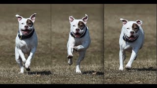 Nikon D4s 33 Frames in 3 Seconds: Testing Group Area AF