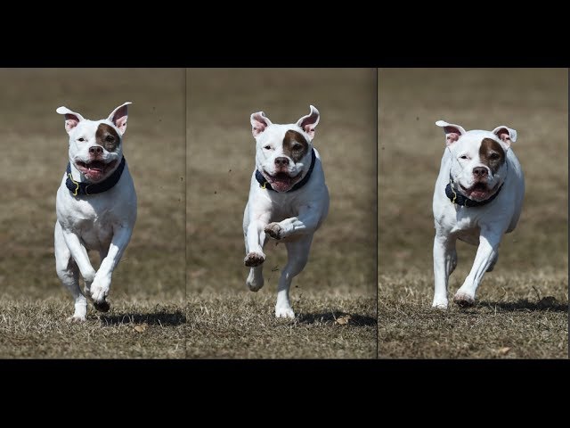 Nikon D4s 33 Frames in 3 Seconds: Testing Group Area AF class=