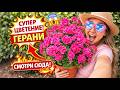СДЕЛАЙ так сейчас для СУПЕР ЦВЕТЕНИЯ ГЕРАНИ и она зацветет без остановки