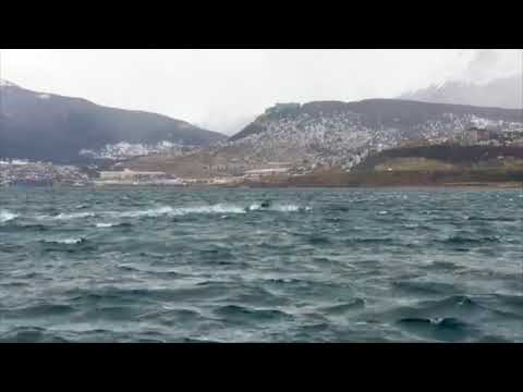 Orcas frente a la ciudad de Ushuaia.