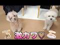 【お知らせ】コタ三桜の激可愛いスタンプができました♡
