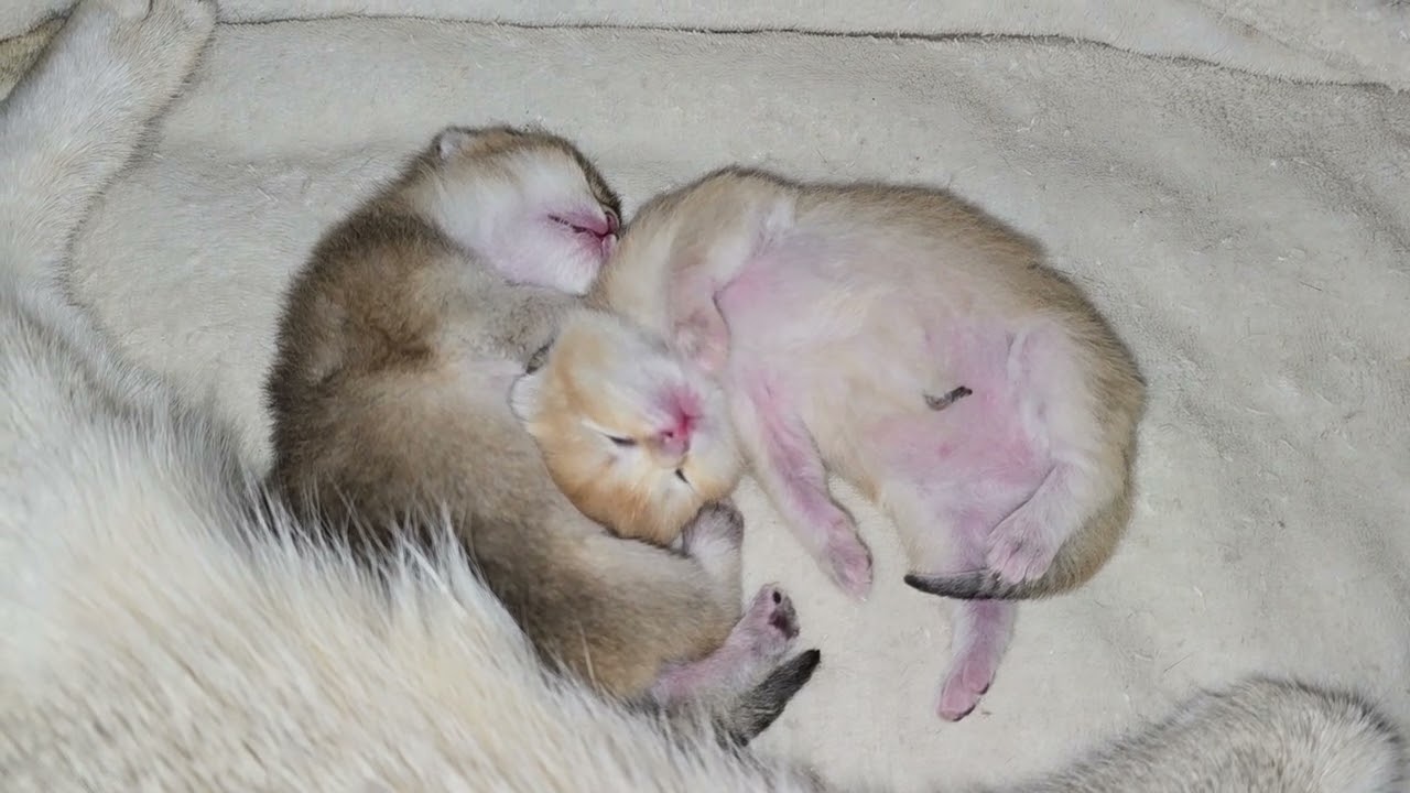 5 Day Old Kittens Sleeping With Mama Cat 🐾 So Peaceful & Cute | Relaxing Cat Family Video