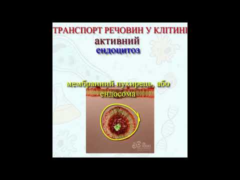 Клітинний транспорт. Пасивний: проста, полегшена дифузія. Активний:  ендоцитоз, екзоцитоз