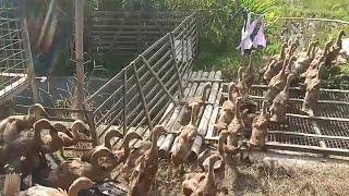 Ribuan Bebek demo ke sawah