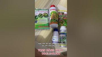THUỐC KÍCH KÉO BÔNG XOÀI: CỬ 3 ( GIÚP BÔNG XOÀI RA ĐỒNG LOẠT, HẠN CHẾ CHAI ĐẦU BÔNG ).