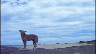 Video voorbeeld van "Kutiman - My Trip To Sri Lanka"