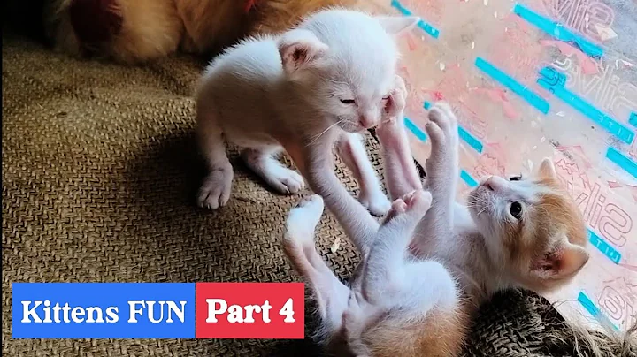 Video 11243991: kitten pets funnycats catlover, cats kitten funnycats catlovers, pets cat funnycats funnycatvideos, kitten catlover pets funny, cats funnycats compilation, kitten meowing