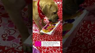 Valentine's Day Crafts for your Dog