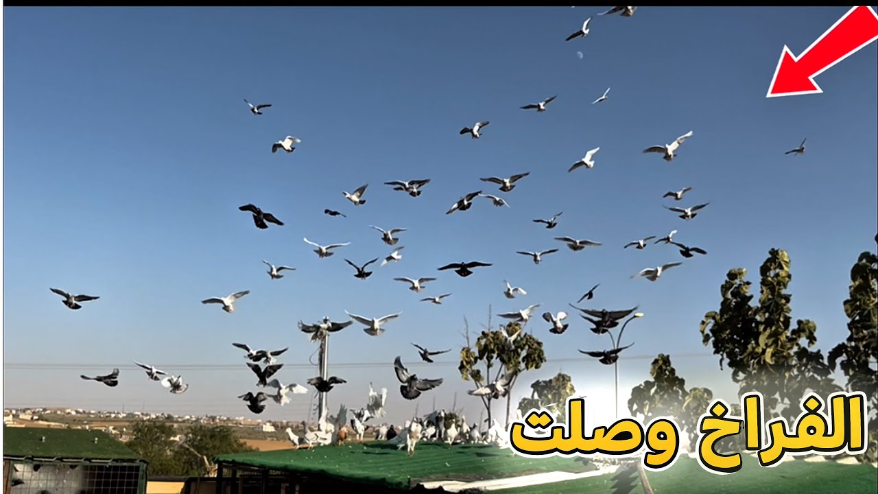 كش الزواجل رجع بقوة 🕊️🔥… والفراخ وصلت! 🐣👀