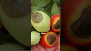 What to do when your tomatoes have black spots