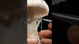 Oddly Satisfying Mushroom Fiber Removal 🍄 | Extreme Macro ASMR #unfrezzmyaccount #unfreezmyaccout