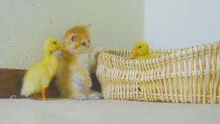 The Kitten trying to stand on two legs to play with the ducklings is so cute