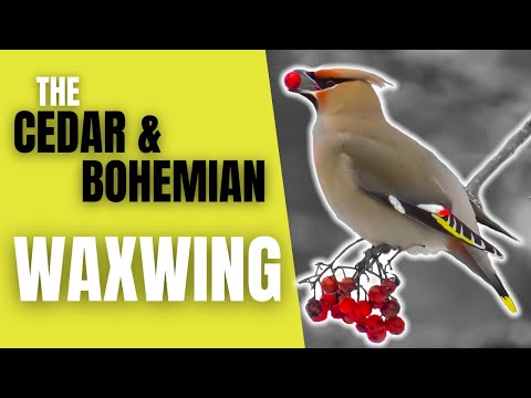 Video: Waxwing chim thần kỳ tuyệt vời