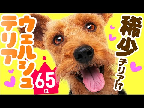 ❤️人気65位【ウェルシュテリアってどんな犬?】子犬の価格や性格、寿命、飼いやすさは? カワイイ動画でチェック!