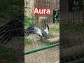 AURA #bird #glory #memes #fun #aura