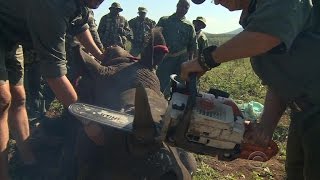 Park rangers take drastic measures to save South Africa's rhinos