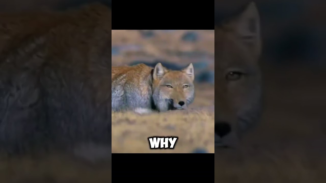 Have You Seen the Strange Head of the Tibetan Fox? Discover Its Secret! 