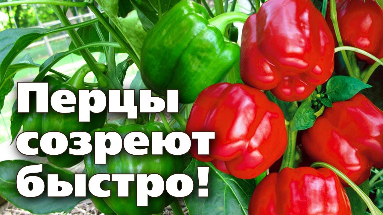 Как ускорить созревание перцев в августе. Созревание перцев. перец в огороде. как зреют перцы. сад без секретов.