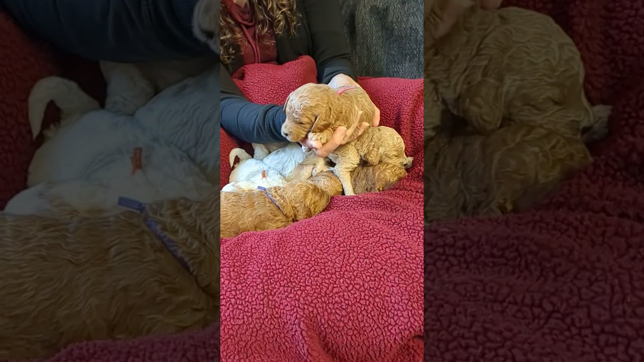 Baby Mini Goldendoodles - 2 Weeks Old!!
