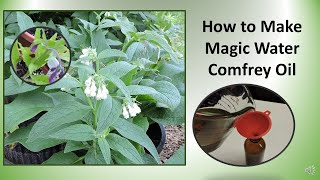 How to Make Comfrey Oil with Fresh or Dry Comfrey