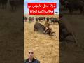 لحظة مرعبة فحل جاموس وحشي ينجو من كمين أسد جائع 