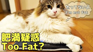[Vlog] Measuring the weight of large fluffy cats, A Cat Life in Japan, Norwegian Forest Cat