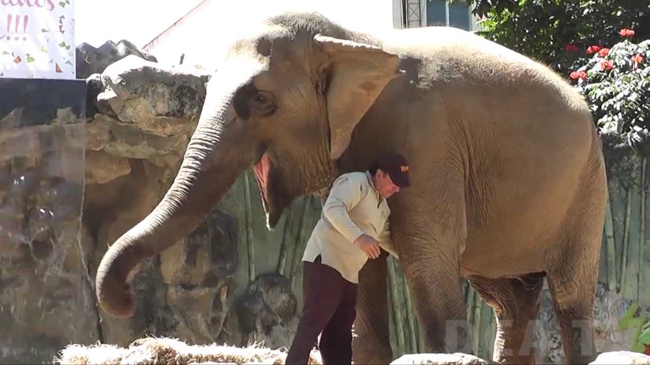 Celebran cumpleaños 53 de Trompitas, la elefante del zoológico https://www.decathlon.com.co/
