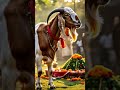 Qurbani Qurbani #naat #qurbanistatus #bakraeid #2025shorts #shorts #subscribe #like #trending #love