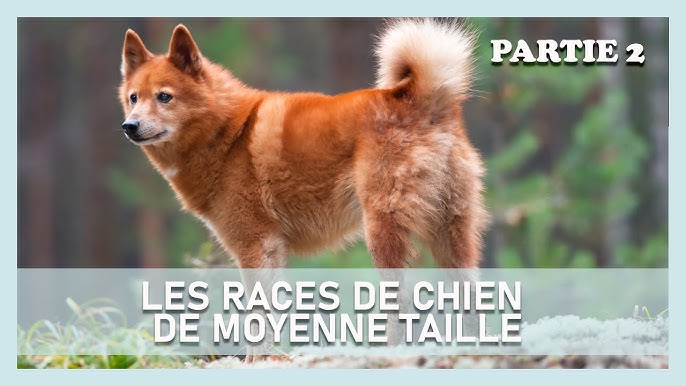 Chien : découvrez 11 races de taille moyenne