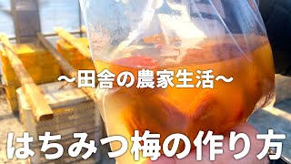 スーパーに売ってる調味料だけで【究極のはちみつ梅】が作れました！