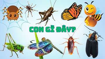 🐞🦋 Con gì đây  Bé Khám Phá Thế Giới Côn Trùng Kỳ Diệu – Những Người Bạn Bé Nhỏ Trong Thiên Nhiên �