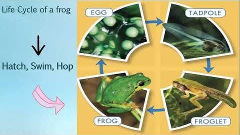 Science Fusion Grade 2 Ls 4