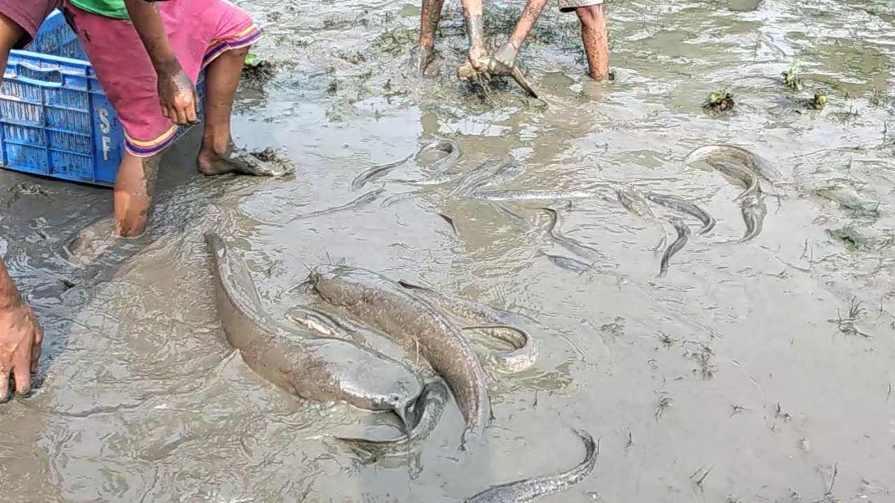 Best Hand Fishing. Amazing Boys Catching Big Catfish by Hand in Mud ...