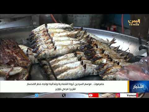 حضرموت موسم السردين ثروة اقتصادية وغذائية تواجه خطر الانحسار