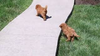 Miniature Poodle Puppies For Sale