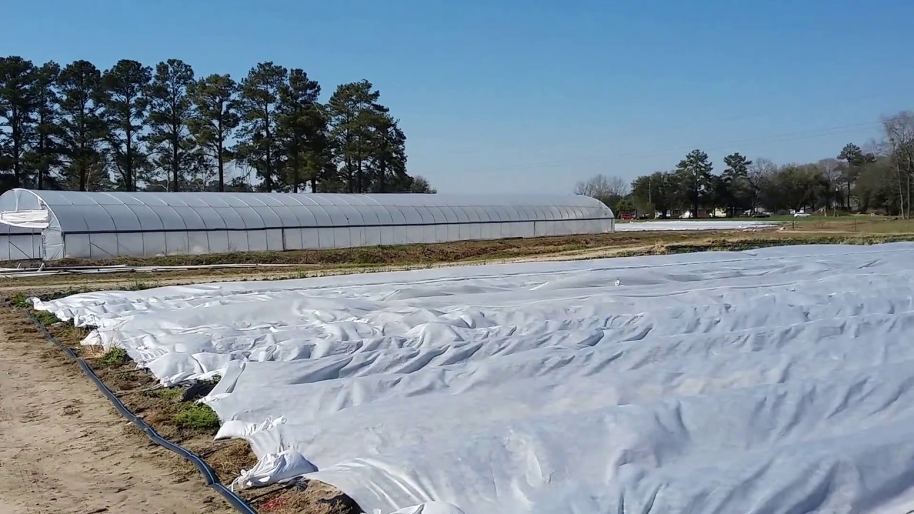 Locklear Farms, Pembroke, NC YouTube