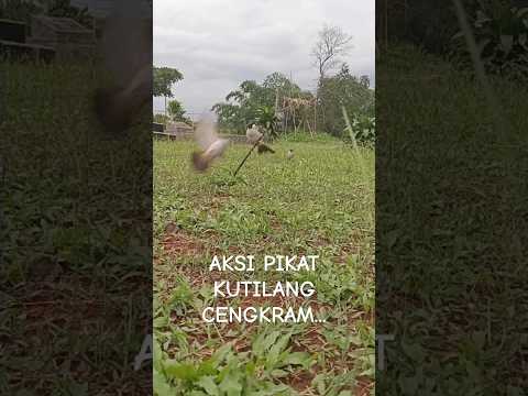 Pertarungan panjang, pikat kutilang Cengkram dapat perlawanan terbaik dan terindah