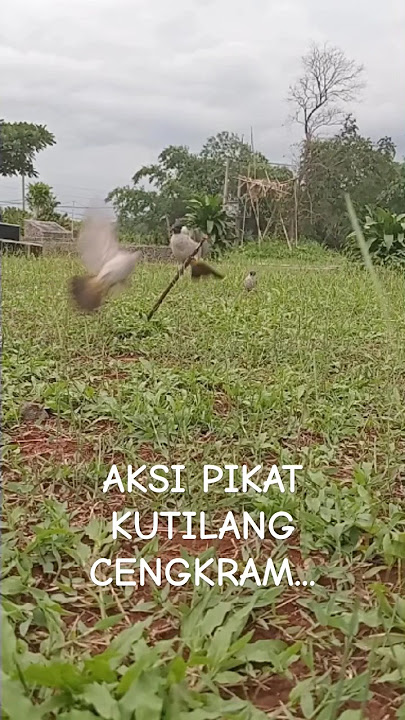 Pikat Kutilang Cengkram..😱😱😱 #shorts