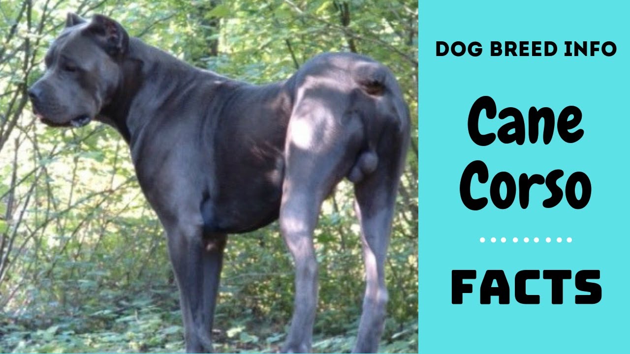 Cane Corso Dog Breed All Breed Characteristics And Facts About Cane Corso Dogs