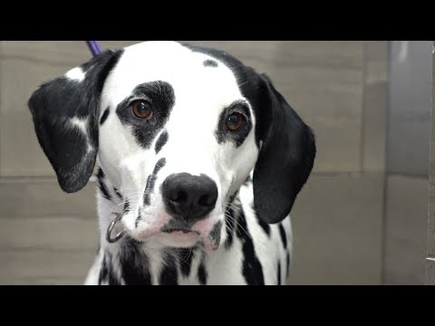 The truth about Dalmatians | Beautiful dog breed