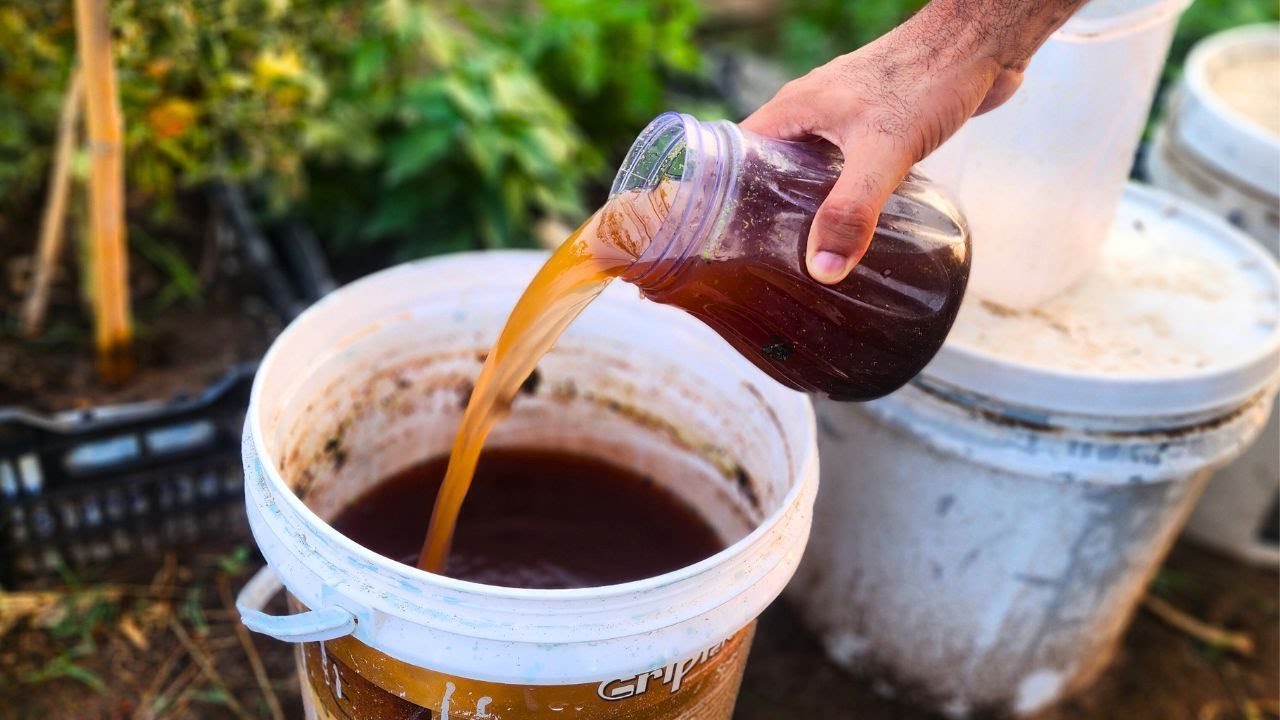 Самое мощное органическое жидкое удобрение для томатов, лука и огурцов! Всего 2 ингредиента