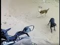 Şile sahilde Africa Twin keyfi..