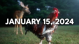 The Chicken Cam (Reaction Video)